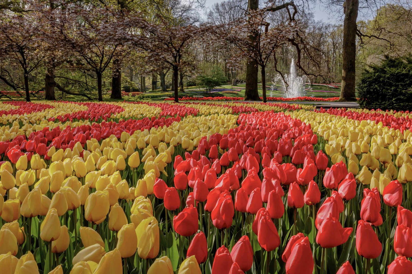 Keukenhof (c)Alpetour.jpg