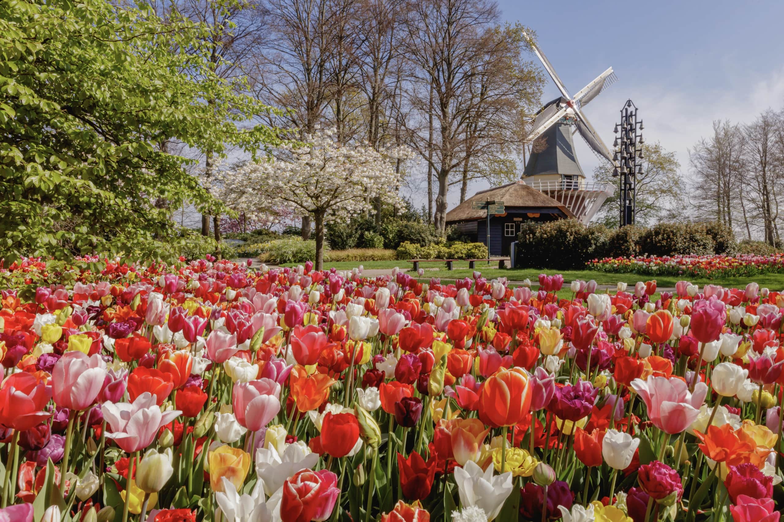 Keukenhof mit Windmühle (c)Alpetour.jpg